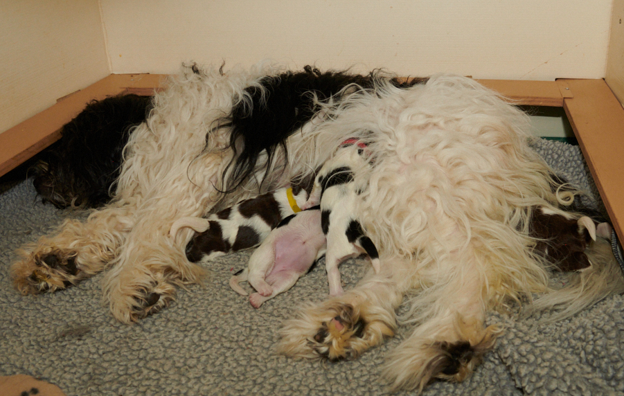 Wheaten Terrier