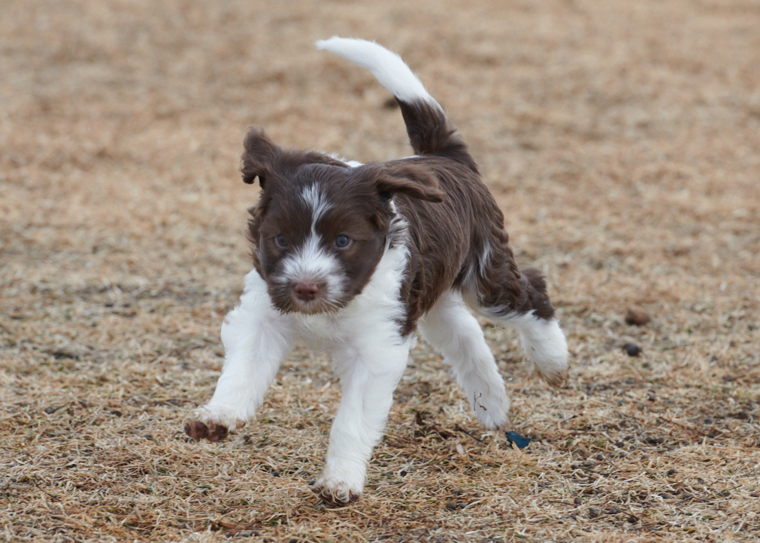 Schapendoes puppy