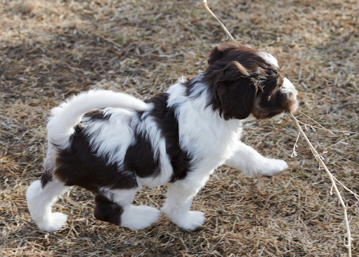 Schapendoes puppy