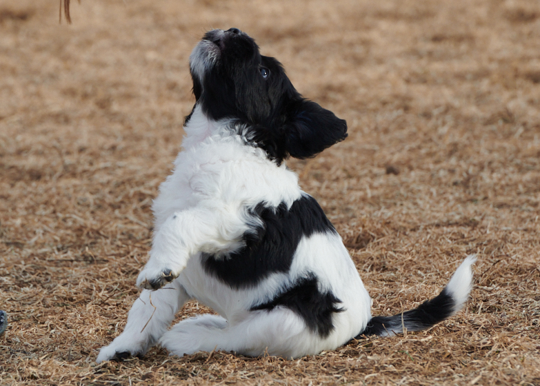 Schapendoes puppy