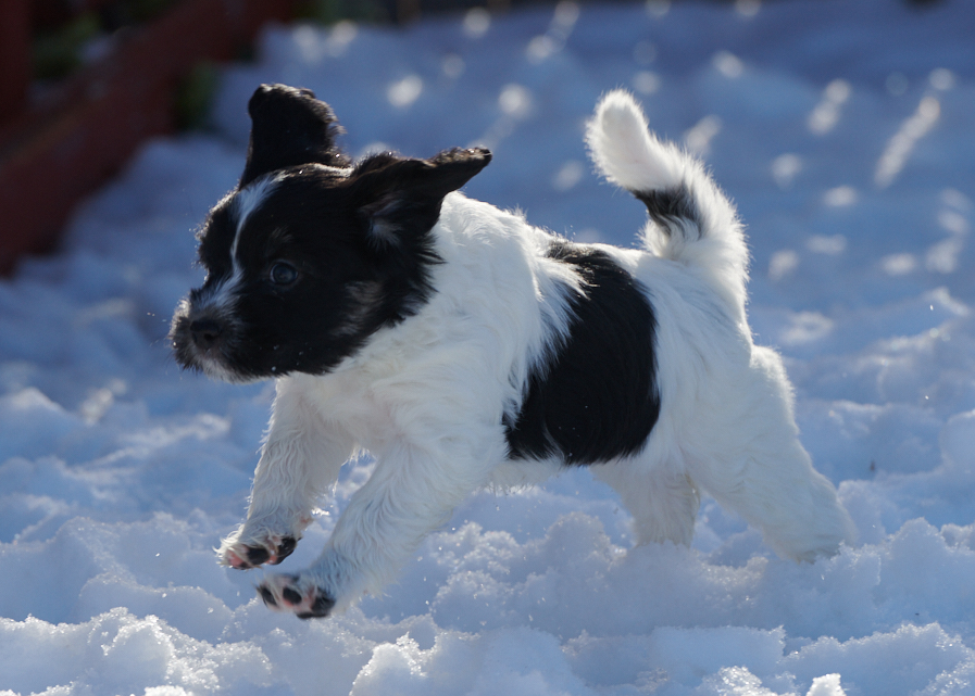 Schapendoes puppy