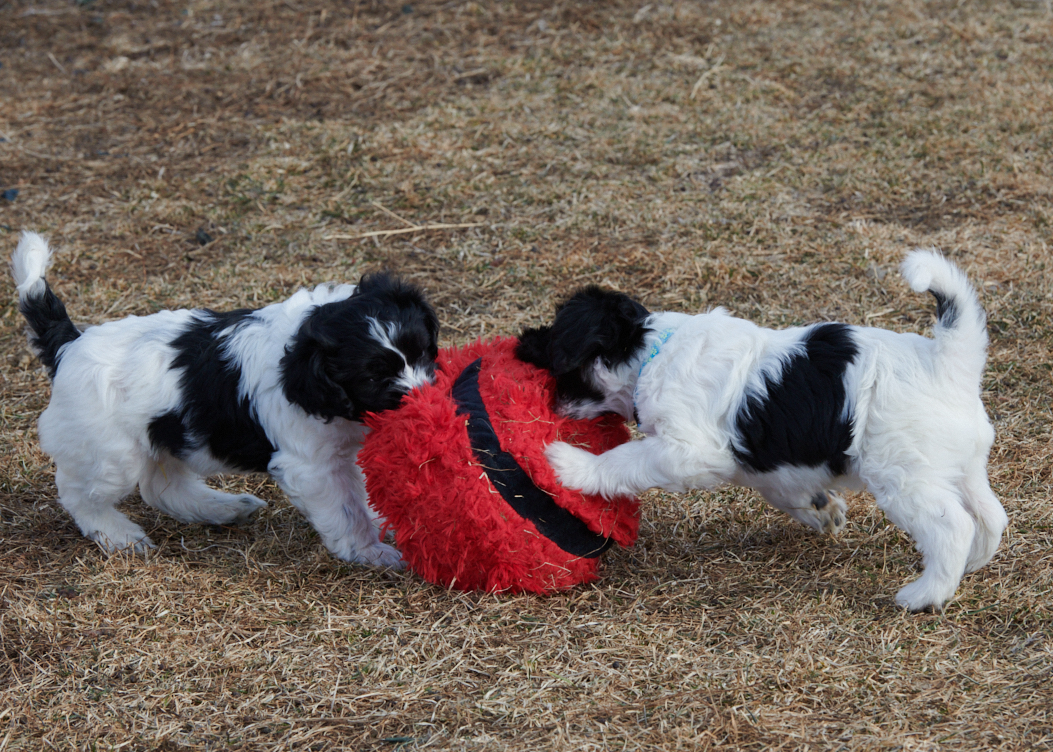 Schapendoes puppy