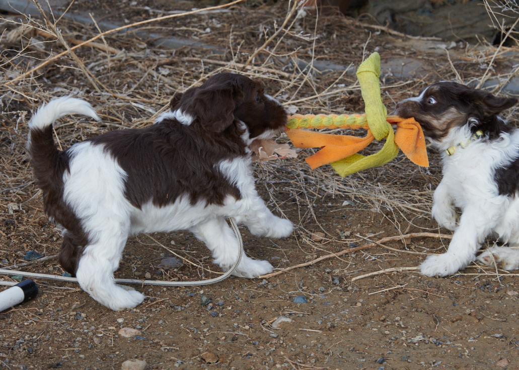 Schapendoes puppy