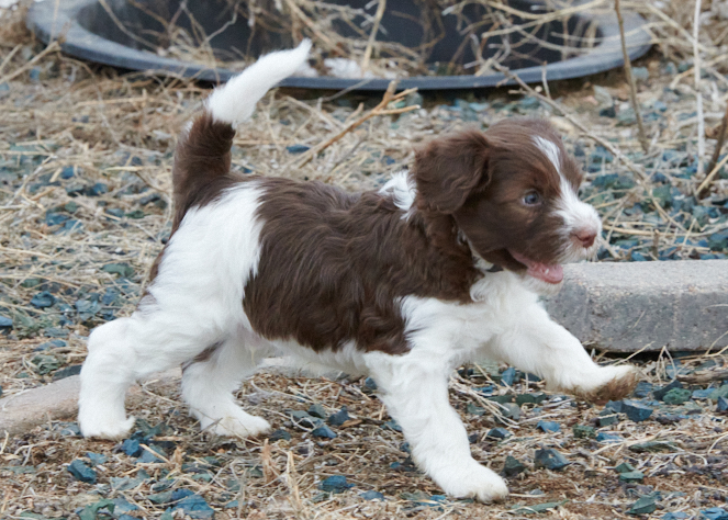 Schapendoes puppy