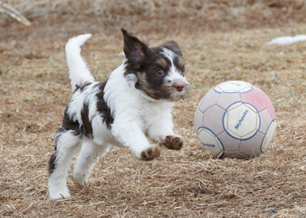 Schapendoes puppy