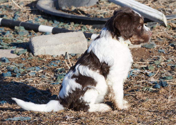 Schapendoes puppy