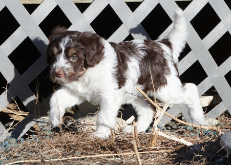 Schapendoes puppy