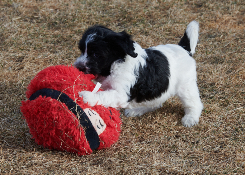 Schapendoes puppy