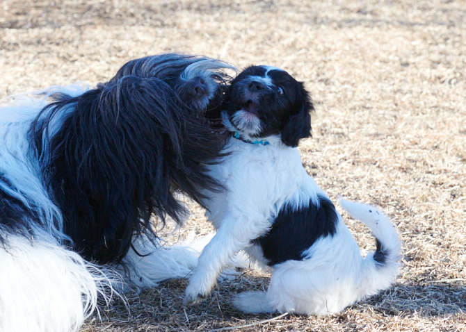 Schapendoes puppy