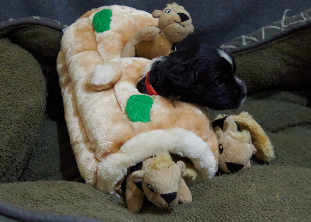 Wheaten Terrier